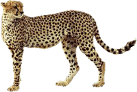 Kaz_Creations Cheetah - PNG gratuit