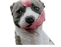 Kaz_Creations Dog Pup - PNG gratuit