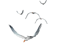 цира - Bezmaksas animēts GIF