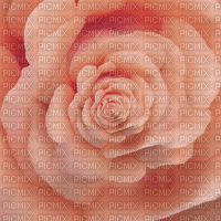 rose-animated-500 × 500 - Free animated GIF