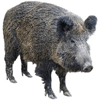 charmille _ animaux _ sauvages - png gratis