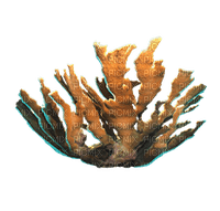 reef coral bp - Free PNG
