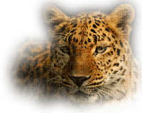 leopard bp - PNG gratuit