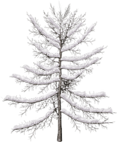 arbre hiver - bezmaksas png