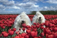 perros en campo de tulipanes - darmowe png