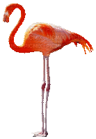 фламинго - GIF animé gratuit