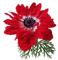 kukka, flower, fleur - png grátis