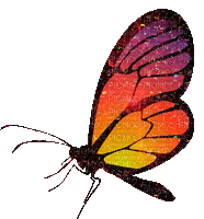 бабочка - GIF animado gratis
