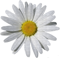 Kaz_Creations Deco Flowers Camomile Flower - ücretsiz png