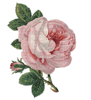 Vintage Rose - ücretsiz png