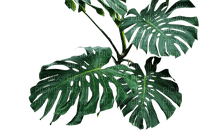 kikkapink tropical plant summer deco - PNG gratuit