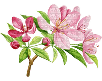kwiat wiśni - PNG gratuit