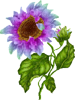 virág-átfestettem - Bezmaksas animēts GIF