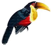 Kaz_Creations Birds Bird Pelican - png ฟรี
