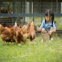 chicken bp - zdarma png