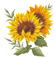 soave deco flowers sunflowers animated yellow - Free animated GIF