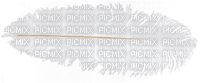 deco-plume - 免费PNG
