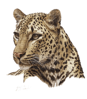 leopard bp - Free PNG
