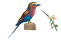 oiseaux - Bezmaksas animēts GIF