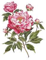 japan flower asian  pink - Darmowy animowany GIF