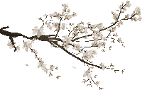 soave deco spring tree branch animated sepia - Безплатен анимиран GIF