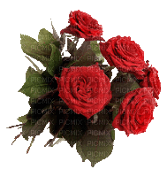 ruže - Бесплатный анимированный гифка