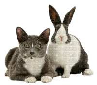 cat and rabbit by nataliplus - ücretsiz png