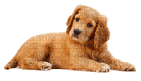 dog,chien - Free PNG
