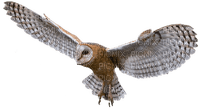Kaz_Creations Animals Animal Bird Birds Owl - darmowe png