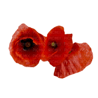 autumn deco kikkapink png poppy flowers - δωρεάν png
