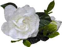 WHITE GLITTER ROSE - Besplatni animirani GIF
