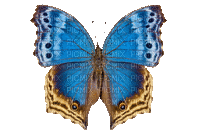 butterfly-papillon bicolore - GIF animé gratuit