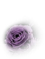 rose violette.Cheyenne63 - PNG gratuit