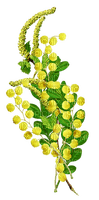 soave deco flowers   spring mimosa yellow green - PNG gratuit