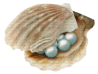 Kaz_Creations Deco Shells Shell - Free PNG