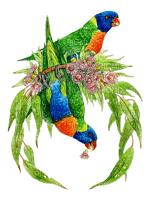 Australia birds bp - PNG gratuit
