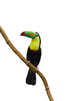 Un pájaro tucan - png grátis