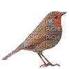Bird 6 - Δωρεάν κινούμενο GIF
