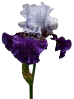 Iris.Flower.Fleurs.Purple.Victoriabea - gratis png