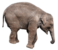 Kaz_Creations Elephant - png gratis