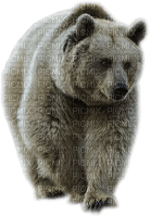 bear-björn - zdarma png