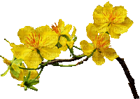 FLOWERS - Nemokamas animacinis gif