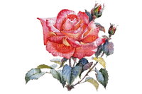 Роза; акварель - ingyenes png
