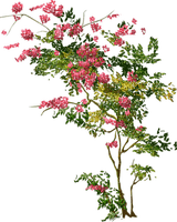 Arbusto  de flores - png grátis