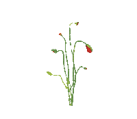 Plants.Coquelicots.Poppies.Amapolas.Fleur.Flower.Red.plante.Victoriabea - Nemokamas animacinis gif
