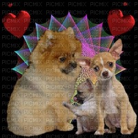 Chihuahua/Pomeranian - png gratuito