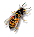 bee abeille gif - GIF animasi gratis
