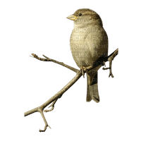 sparrow - zdarma png
