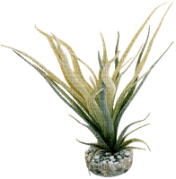 vase, plant, flower, sunshine3 - Free PNG