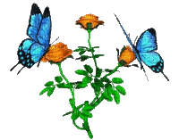 Butterflies flower - Zdarma animovaný GIF